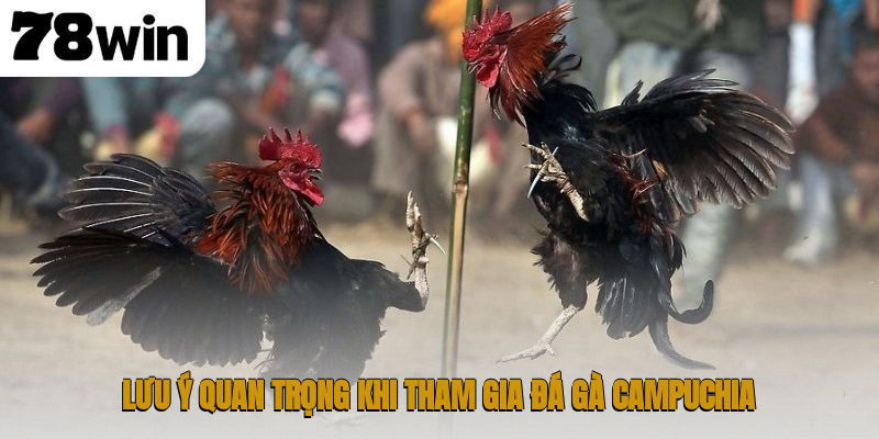 Thế giới đá gà Campuchia – nơi hội tụ đam mê và kịch tính 4 Lưu ý quan trọng khi tham gia đá gà Campuchia